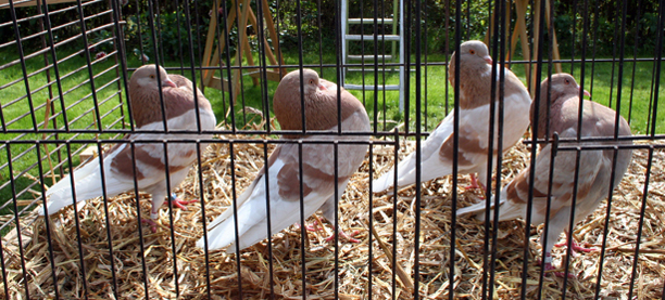 Vier Gelderse slenken in geelzilver geband