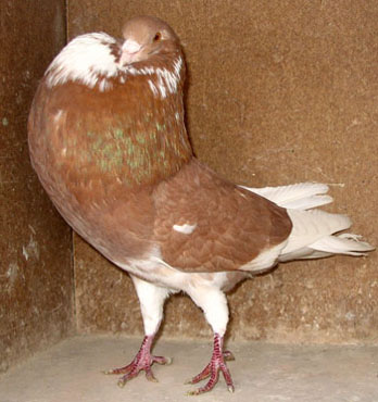 Foto trek-en-drijver