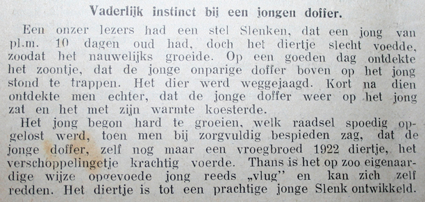Vaderlijk instinct bij een jongen doffer (Avicultura, 28 juni 1922)